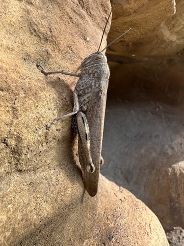 Egyptian Bird Grasshopper photo 5