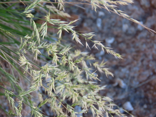 Image of Enneapogon scaber by no rights reserved