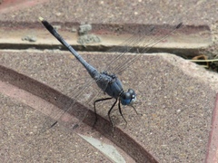 Diplacodes trivialis