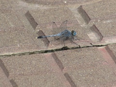 Diplacodes trivialis