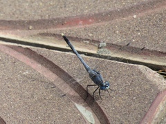 Diplacodes trivialis