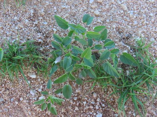 Monsonia senegalensis