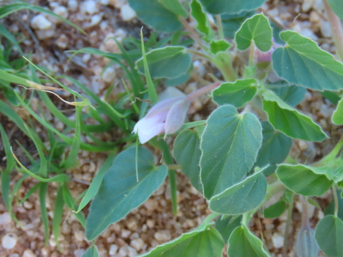 Monsonia senegalensis