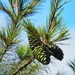 Taiwan White Pine - Photo no rights reserved, uploaded by 葉子