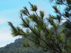 Pinus morrisonicola