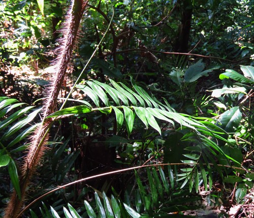 Image of Calamus australis by (c) Annika Lindqvist, some rights reserved (CC BY)