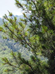 Pinus morrisonicola