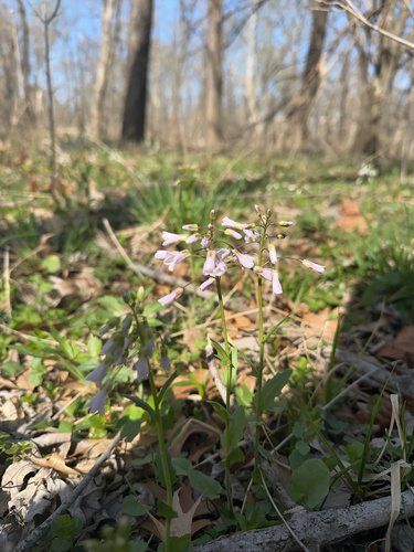 Purple Cress