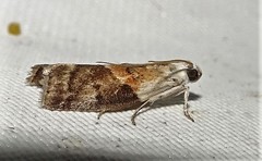Acrobasis palliolella
