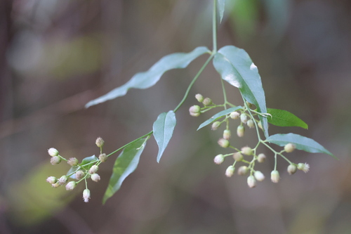Baccharis quitensis observed 2024-09-17