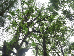 Rhododendron calophytum