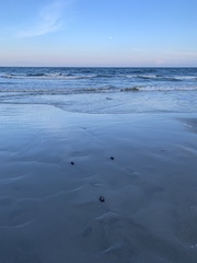 Caretta caretta