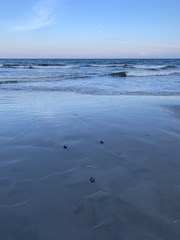 Caretta caretta