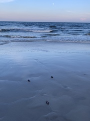 Caretta caretta