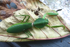 Rhombodera