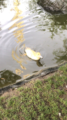 Anas platyrhynchos domesticus