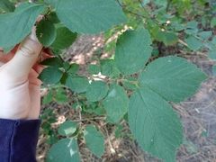 Prunus triloba