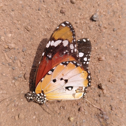 Danaus chrysippus alcippus