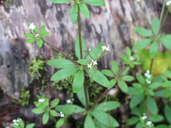Galium asperuloides hoffmeisteri