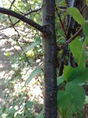 Prunus triloba