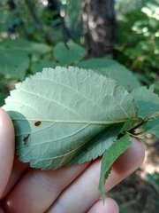 Prunus triloba