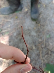 Prunus triloba