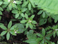 Galium asperuloides hoffmeisteri