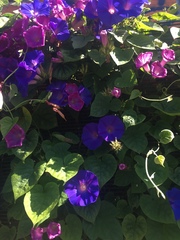 Ipomoea indica