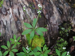 Galium asperuloides hoffmeisteri
