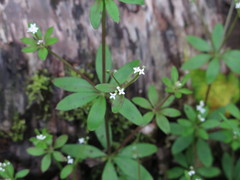 Galium asperuloides hoffmeisteri