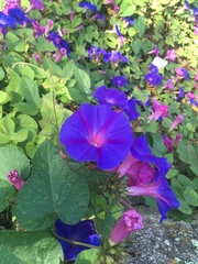 Ipomoea indica