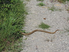 Elaphe quatuorlineata