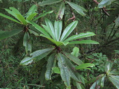 Rhododendron calophytum