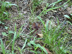 Diestrammena elegantissima