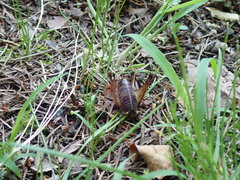 Diestrammena elegantissima