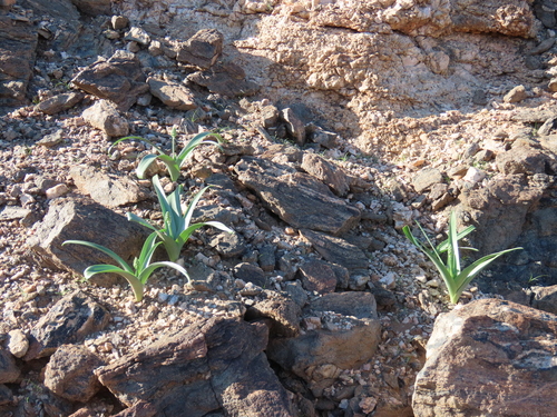 Image of Albuca stapffii by no rights reserved