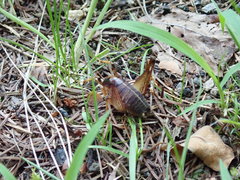 Diestrammena elegantissima