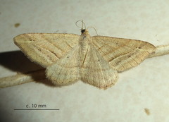Chiasmia furcata