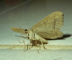 Chiasmia furcata