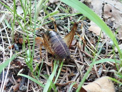 Diestrammena elegantissima