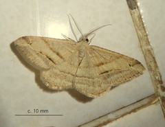 Chiasmia furcata