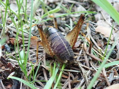 Diestrammena elegantissima