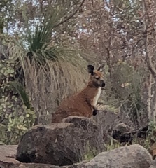 Osphranter robustus erubescens