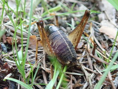 Diestrammena elegantissima