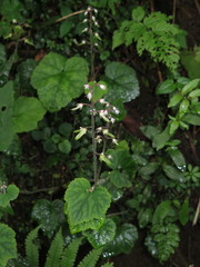 Tiarella polyphylla