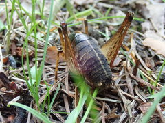 Diestrammena elegantissima