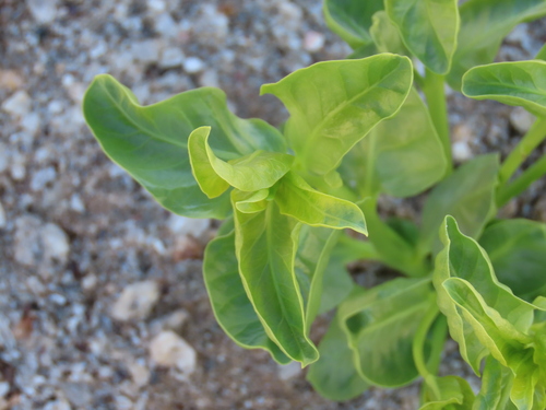Raphionacme haeneliae