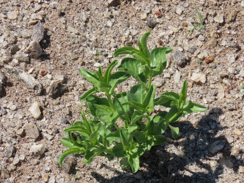 Raphionacme haeneliae