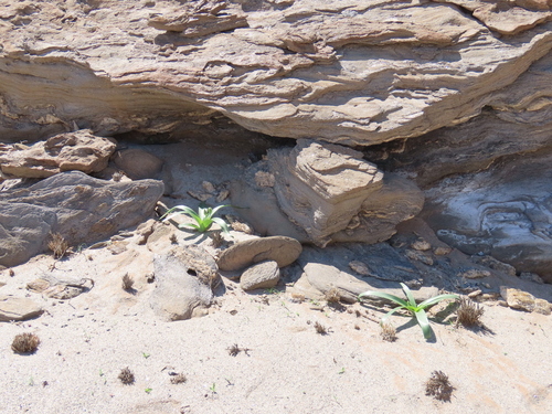 Albuca stapffii