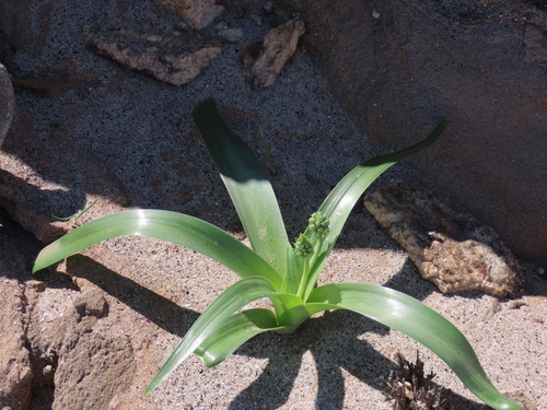 Albuca stapffii